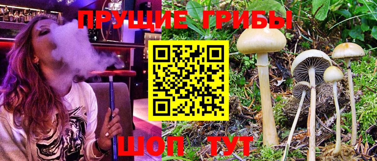 Братск  Псилоцибиновые грибы мицелий  Вход с VPN 